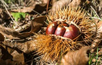 ΙΠΠΟΚΑΣΤΑΝΟ (ΑΓΡΙΟΚΑΣΤΑΝΟ)