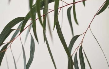 ΕΥΚΑΛΥΠΤΟΣ