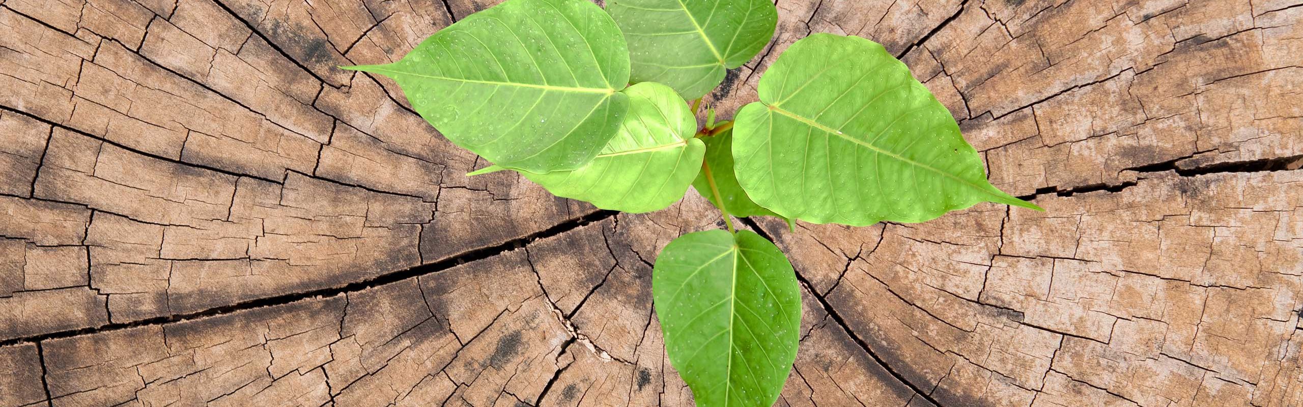 Η ΦΥΣΗ, ΠΝΟΗ ΖΩΗΣ