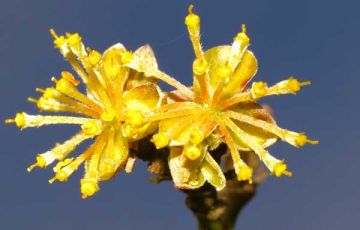HAMAMELIS VIRGINIANA