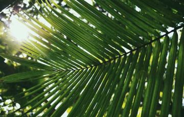 MAURITIA FLEXUOSA FRUIT OIL